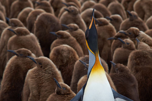 pinguino.jpg